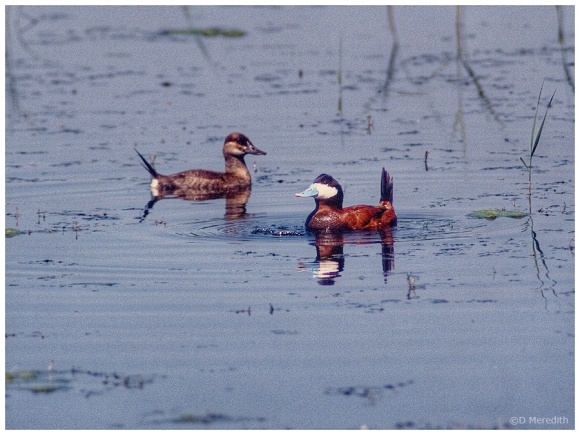Male Ruddy Duck bubbling at female.
