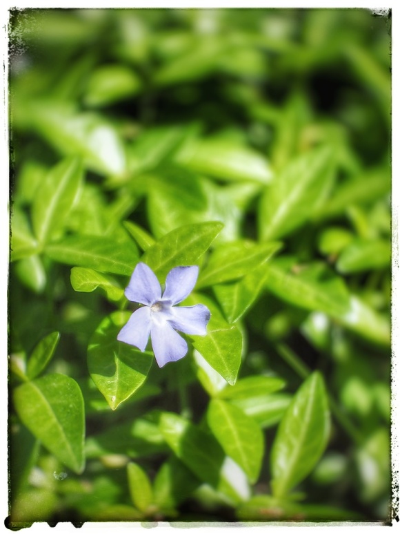 A Single Blue Flower.