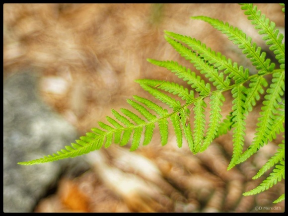 Bracken frond with an adapted lens from the 1970s.