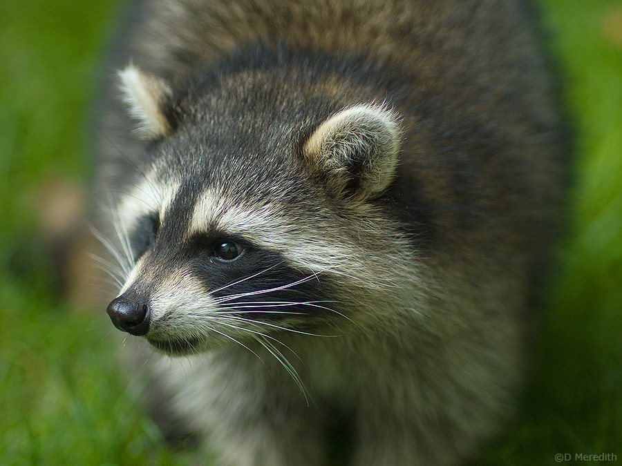 Portrait of a Racoon.