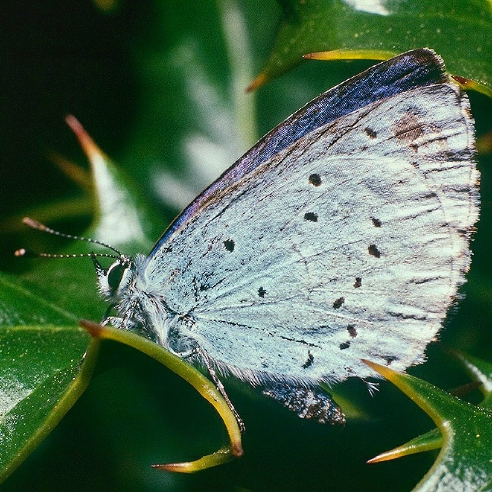 July Squares: Holly Blue Butterfly.