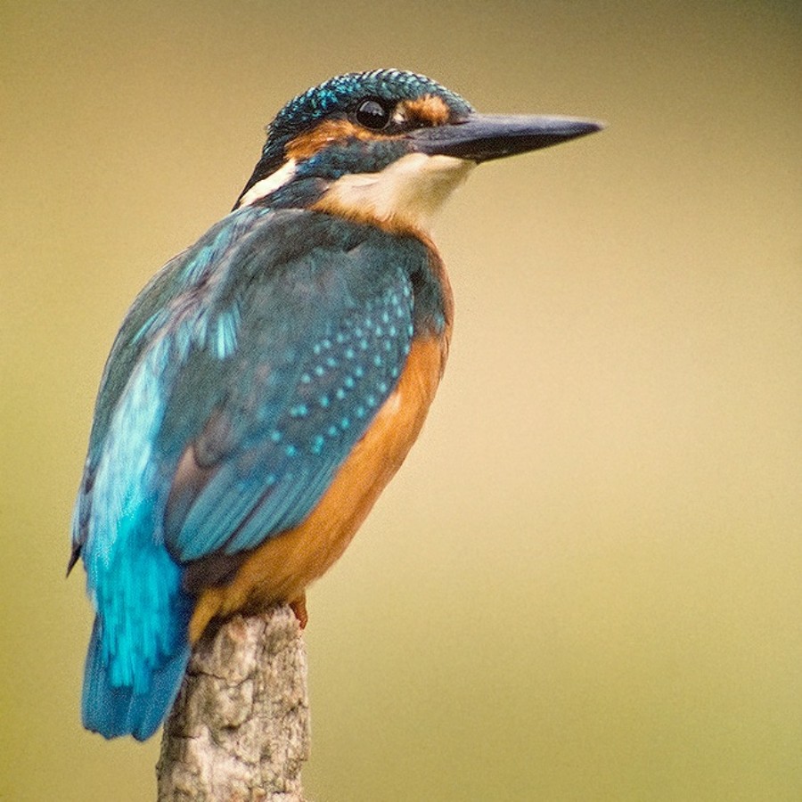 Also known as a Eurasian Kingfisher and River Kingfisher.