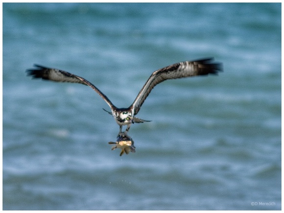 Flying Osprey with flying fish.