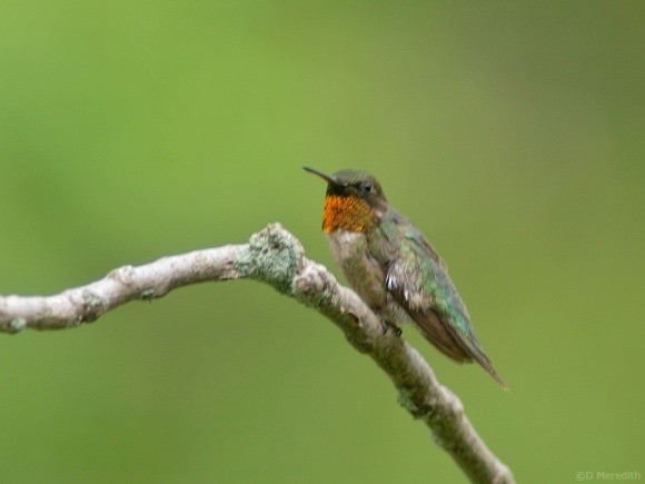 Saturday Bird: Ruby-throated Hummingbird