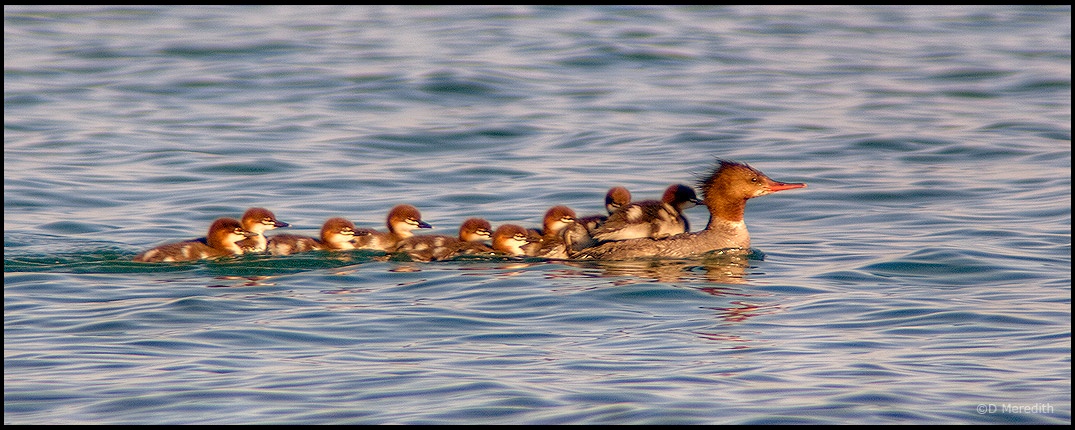 Throwback Thursday: Female Common Merganser with young