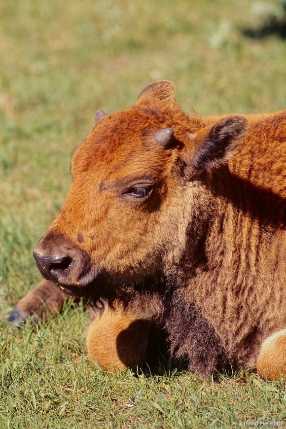Flora and Fauna Friday: Bison calf portrait