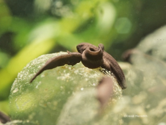 Flora and Fauna Friday: Recently Hatched Tadpoles