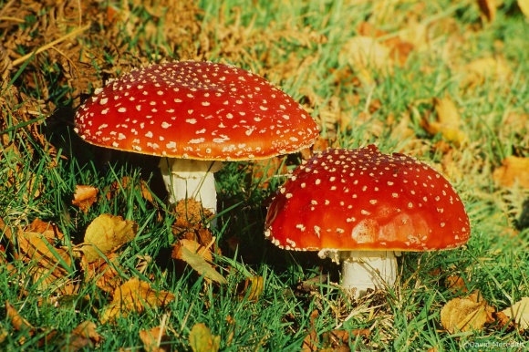 Flora and Fauna Friday: Fly Agaric