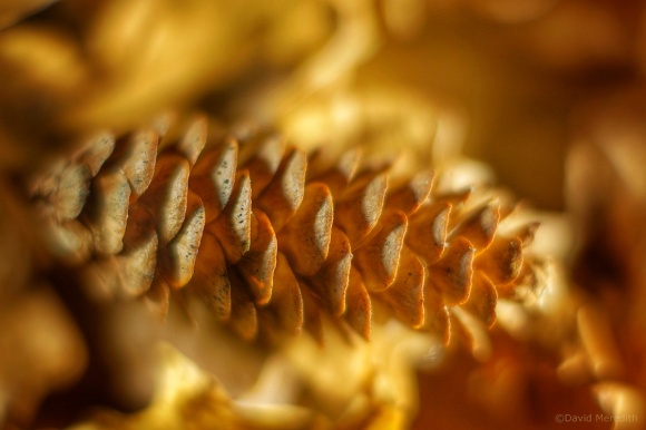 Six Word Saturday: Portrait Of An Autumn Pine Cone