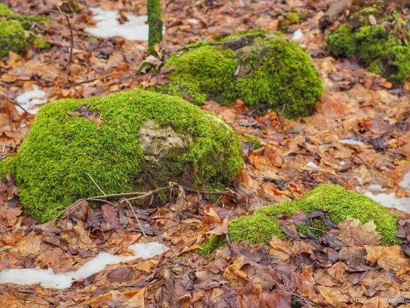 Getting Back to Basics: Green moss and brown leaf litter